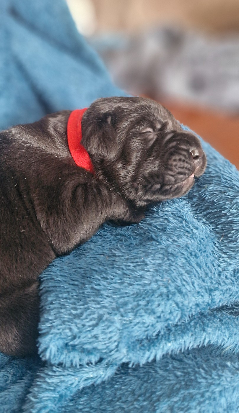 Des Terres Saintauloises - Chiots disponibles - Cane Corso