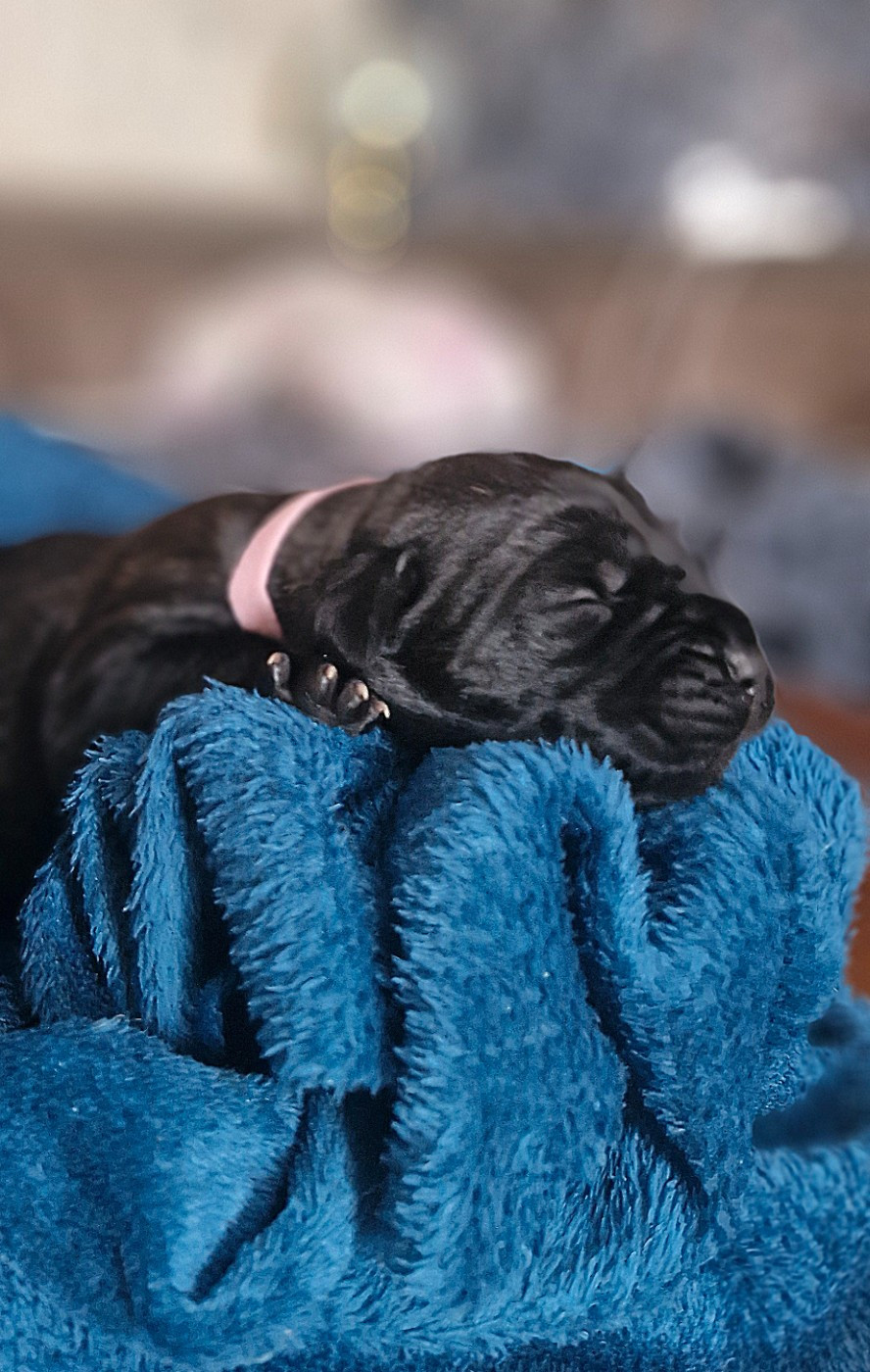 Des Terres Saintauloises - Chiots disponibles - Cane Corso