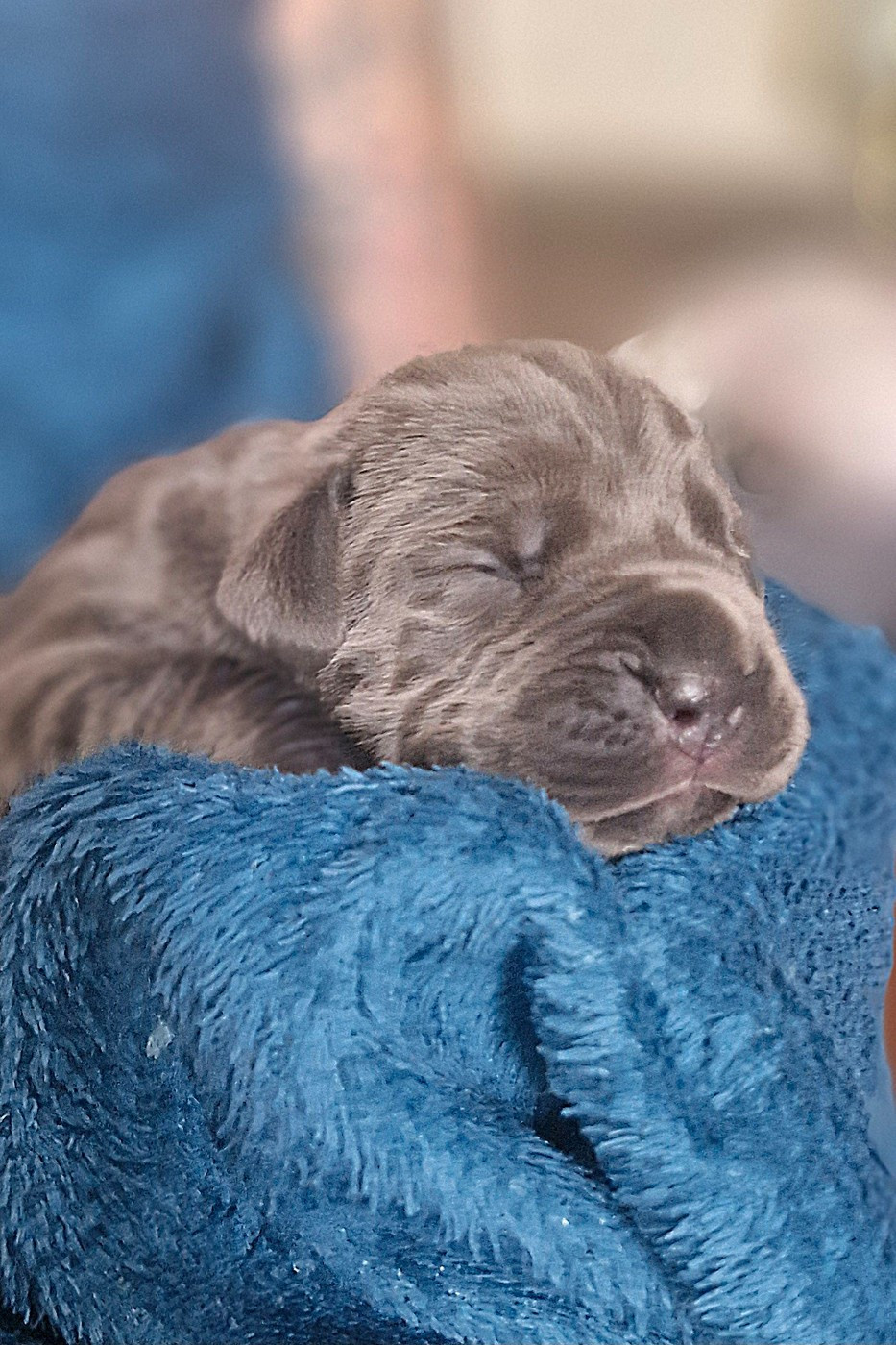 Des Terres Saintauloises - Chiots disponibles - Cane Corso
