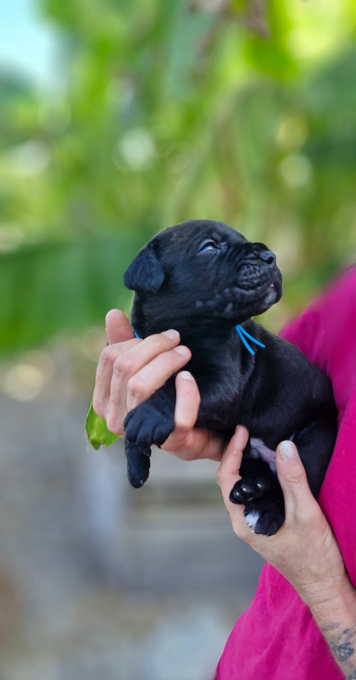 Des Terres Saintauloises - Chiots disponibles - Cane Corso