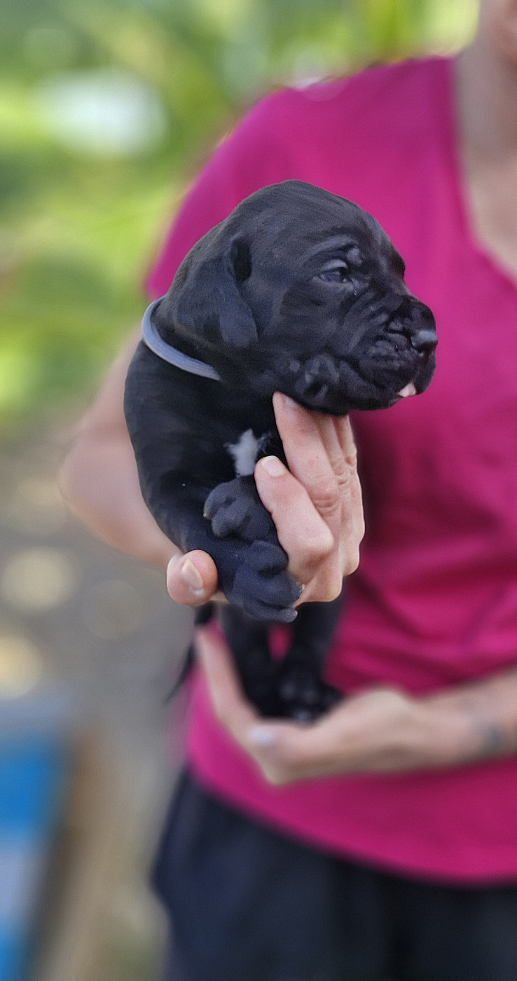 Des Terres Saintauloises - Chiots disponibles - Cane Corso