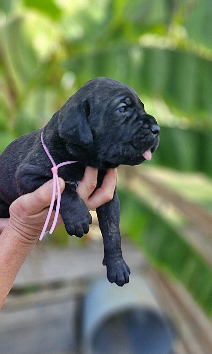 Des Terres Saintauloises - Chiots disponibles - Cane Corso