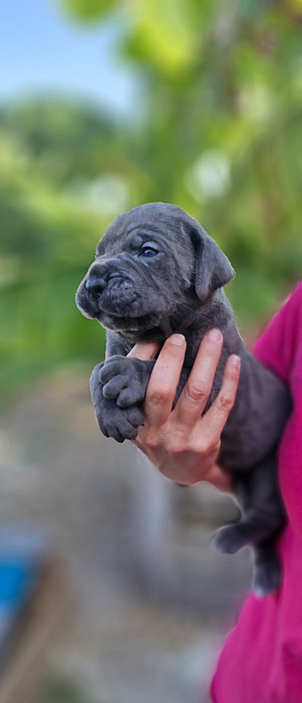 Des Terres Saintauloises - Chiots disponibles - Cane Corso