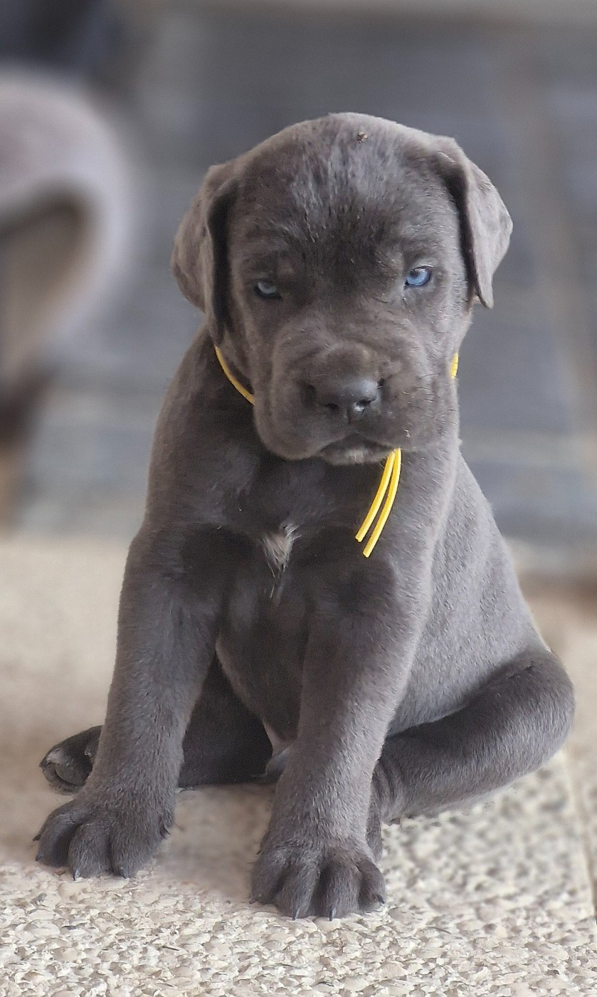 Des Terres Saintauloises - Chiots disponibles - Cane Corso