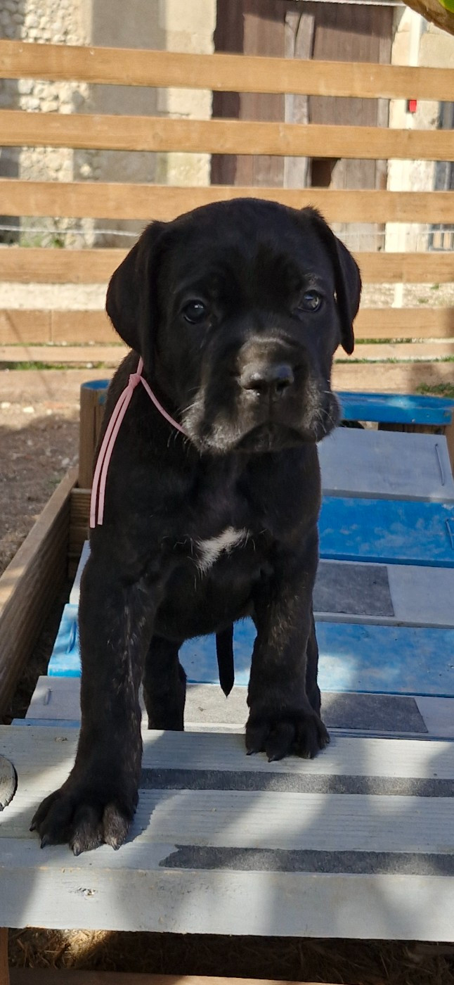 Des Terres Saintauloises - Chiots disponibles - Cane Corso