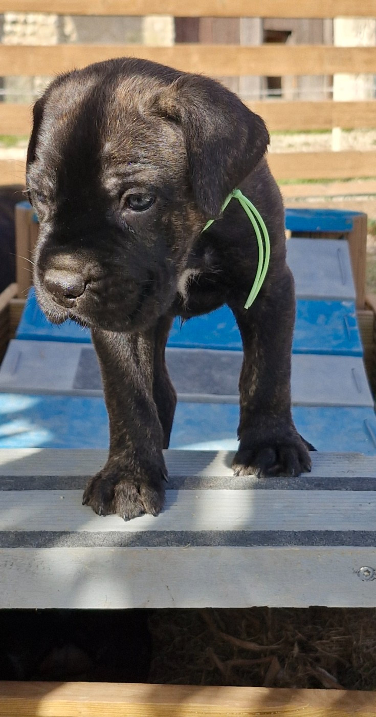 Des Terres Saintauloises - Chiots disponibles - Cane Corso