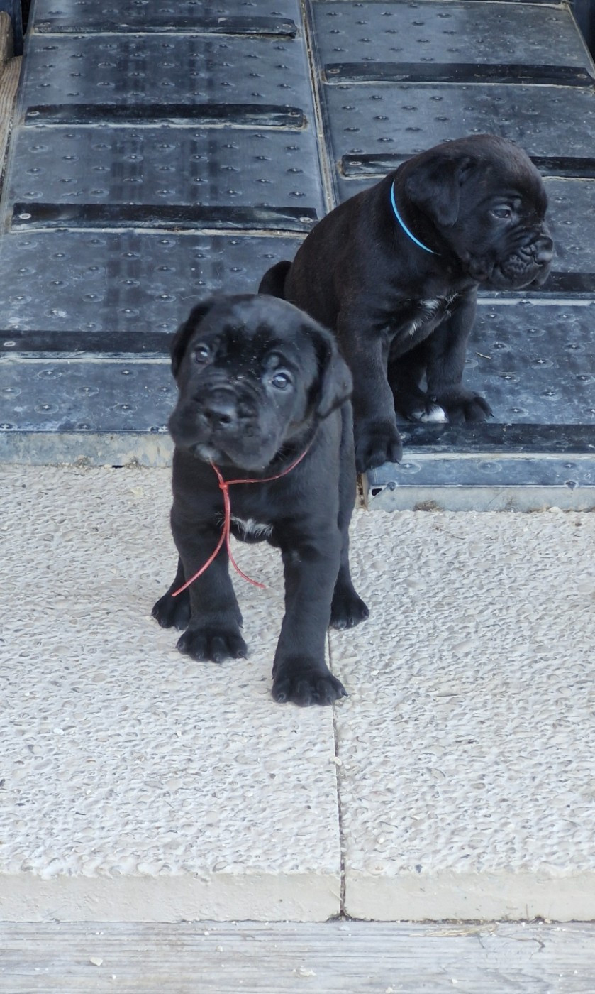 Des Terres Saintauloises - Chiots disponibles - Cane Corso