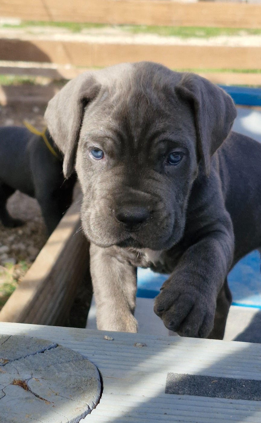 Des Terres Saintauloises - Chiots disponibles - Cane Corso