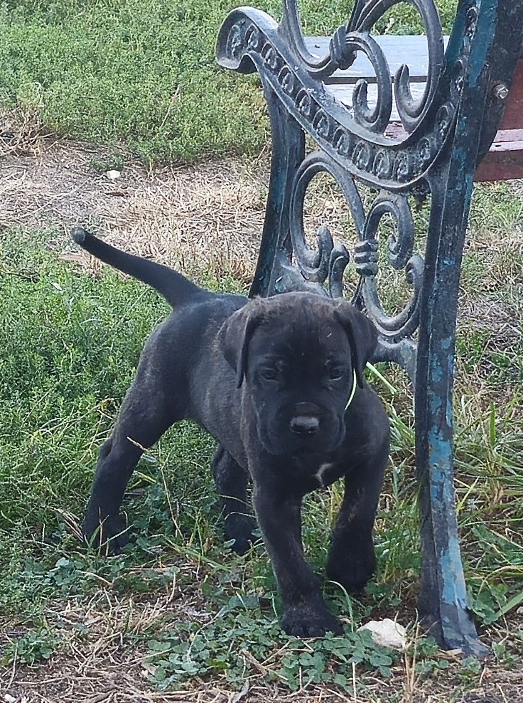 Des Terres Saintauloises - Chiots disponibles - Cane Corso