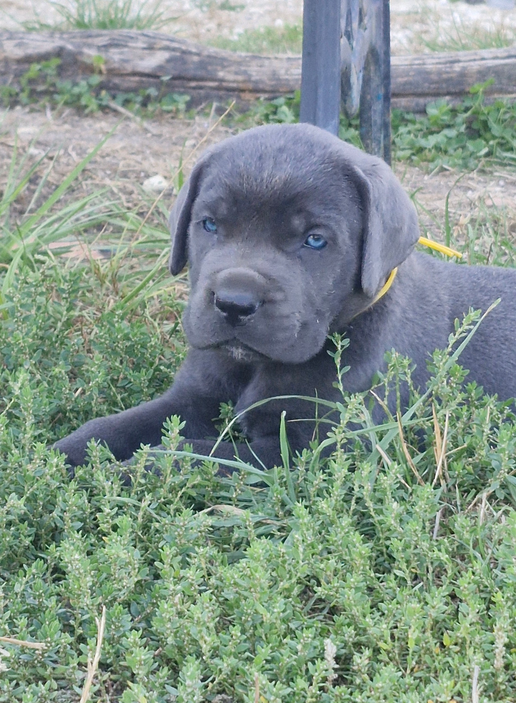 Des Terres Saintauloises - Chiots disponibles - Cane Corso