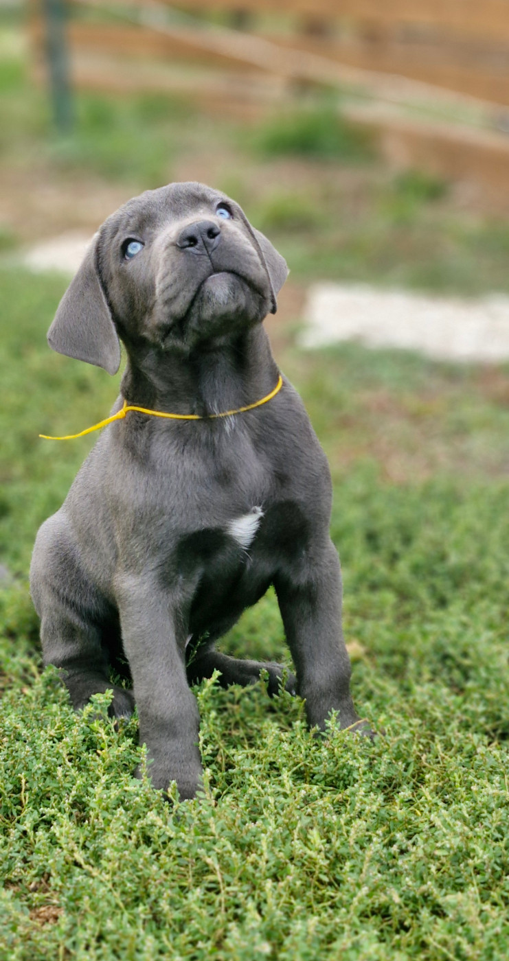 Des Terres Saintauloises - Chiots disponibles - Cane Corso