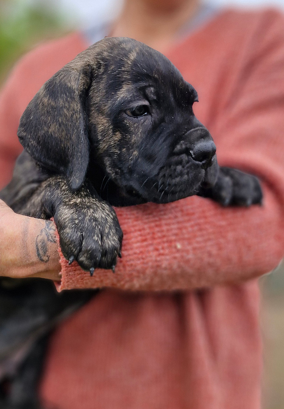 Des Terres Saintauloises - Chiots disponibles - Cane Corso