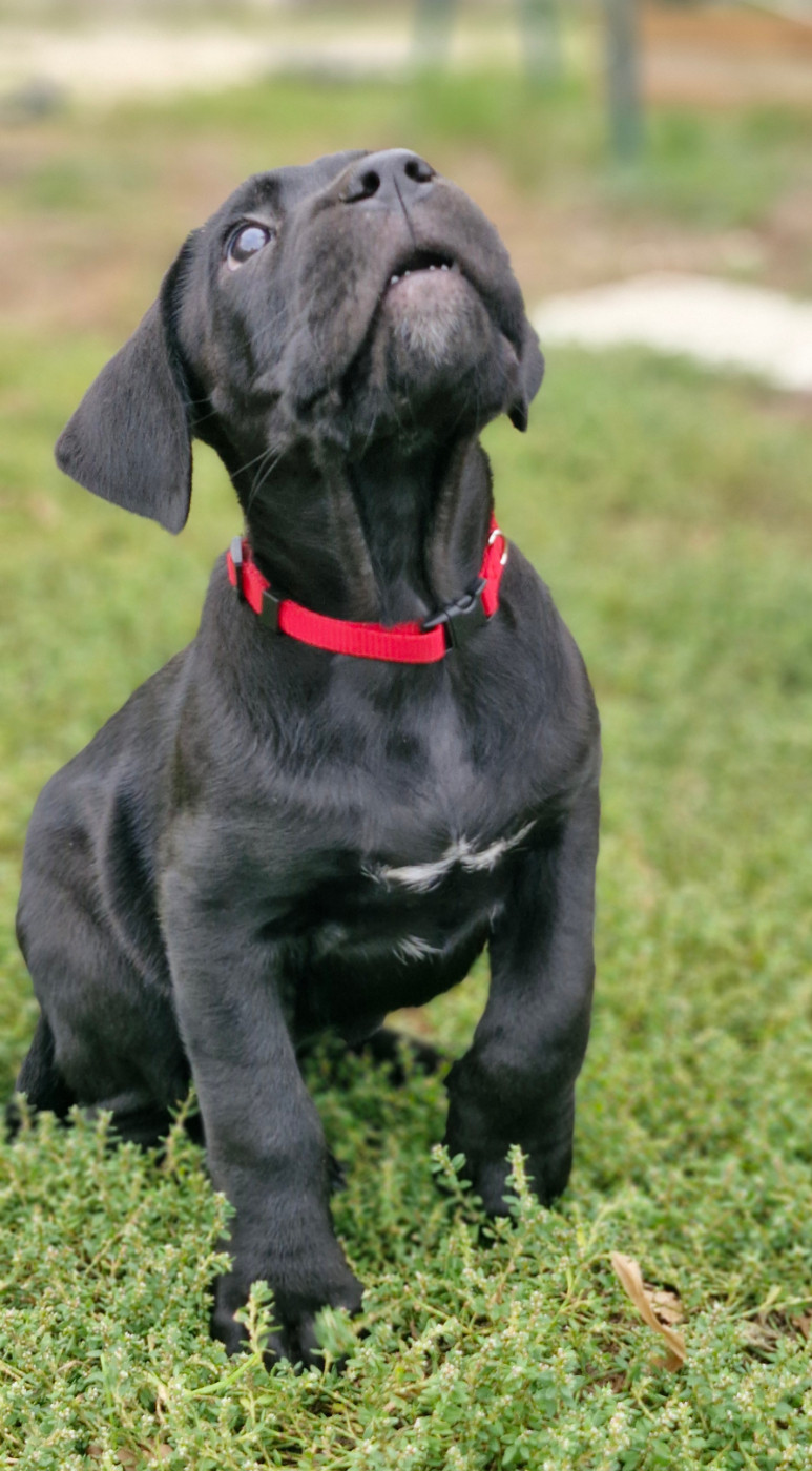 Des Terres Saintauloises - Chiots disponibles - Cane Corso