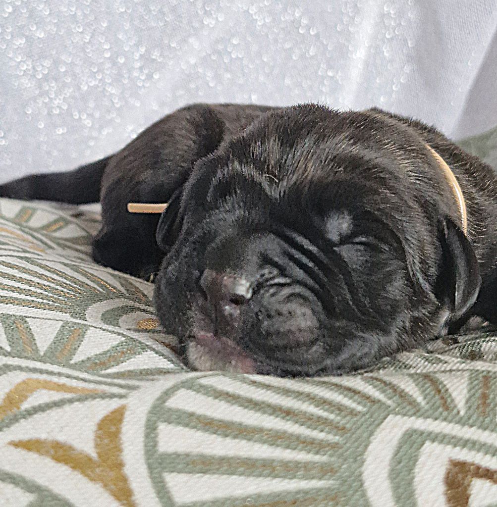Des Terres Saintauloises - Chiots disponibles - Cane Corso