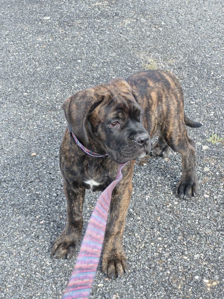 Des Terres Saintauloises - Chiots disponibles - Cane Corso