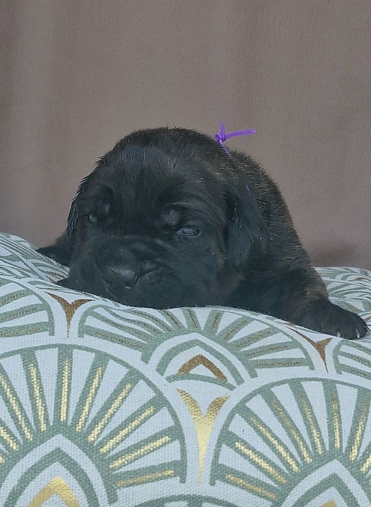 Des Terres Saintauloises - Chiots disponibles - Cane Corso