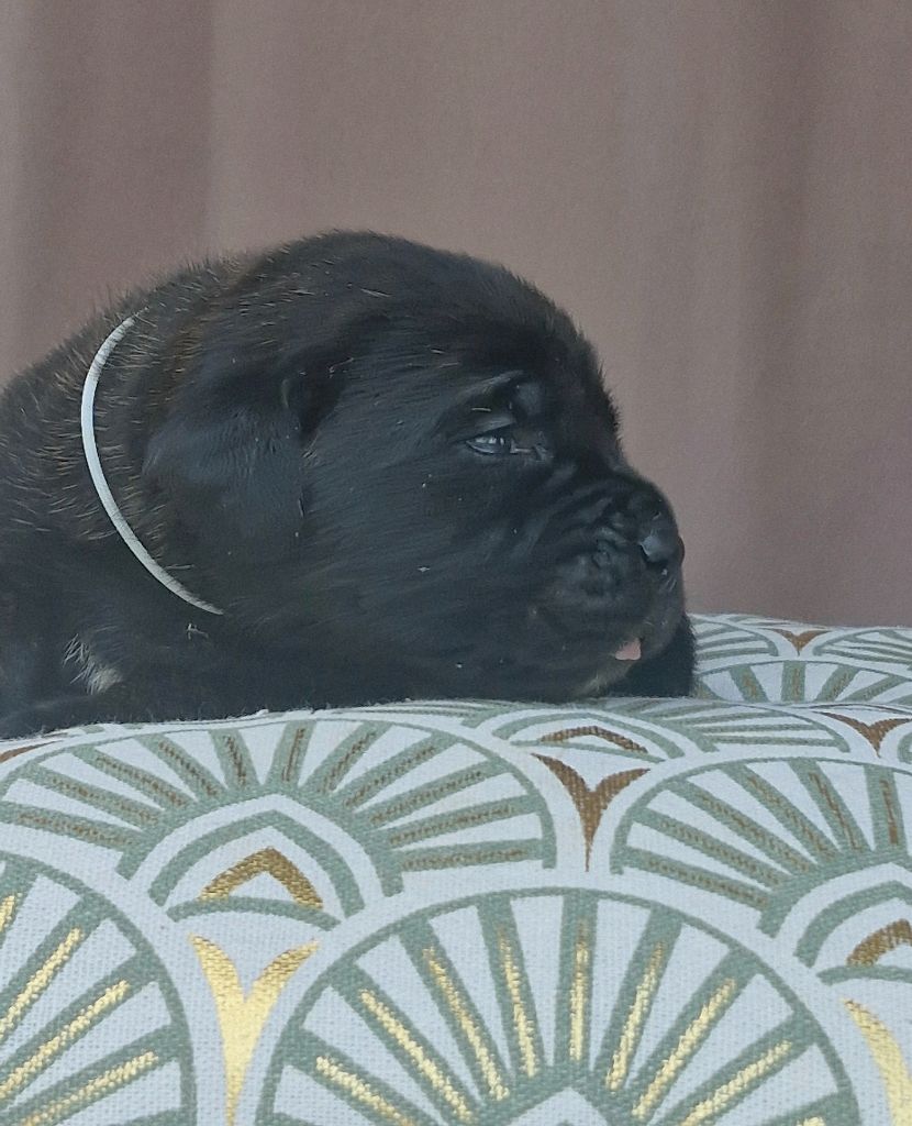 Des Terres Saintauloises - Chiots disponibles - Cane Corso