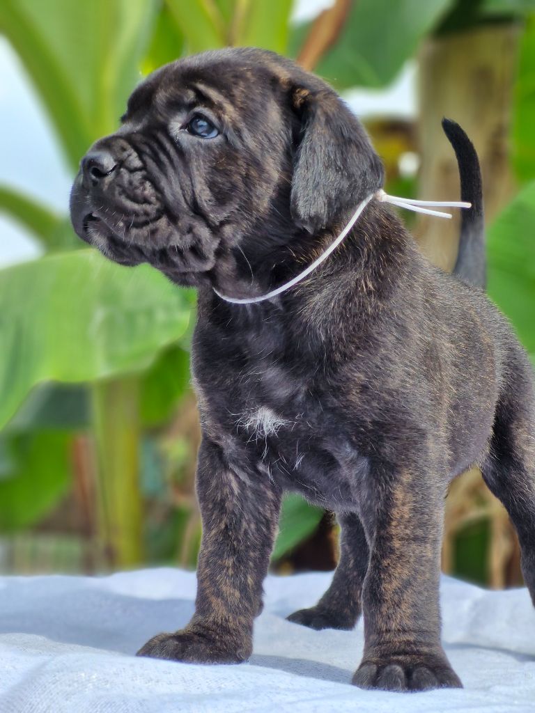 Des Terres Saintauloises - Chiots disponibles - Cane Corso
