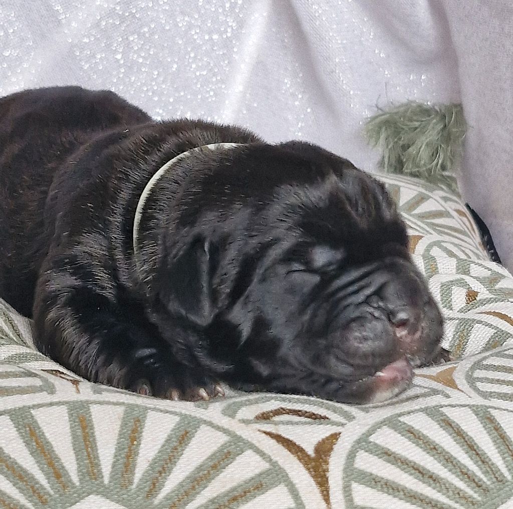 Des Terres Saintauloises - Chiots disponibles - Cane Corso
