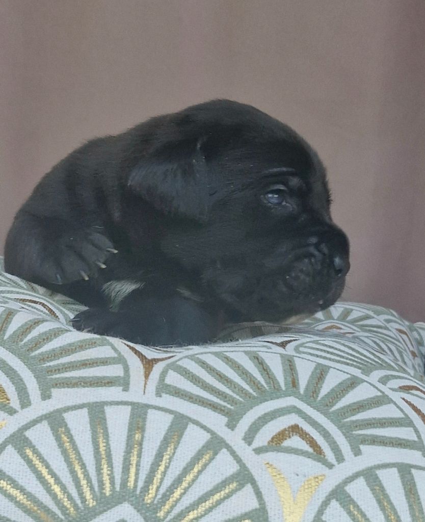 Des Terres Saintauloises - Chiots disponibles - Cane Corso