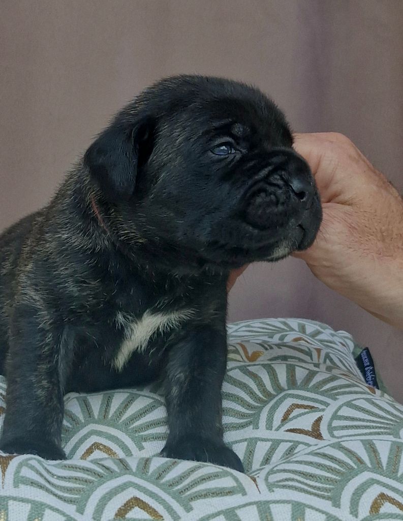 Des Terres Saintauloises - Chiots disponibles - Cane Corso