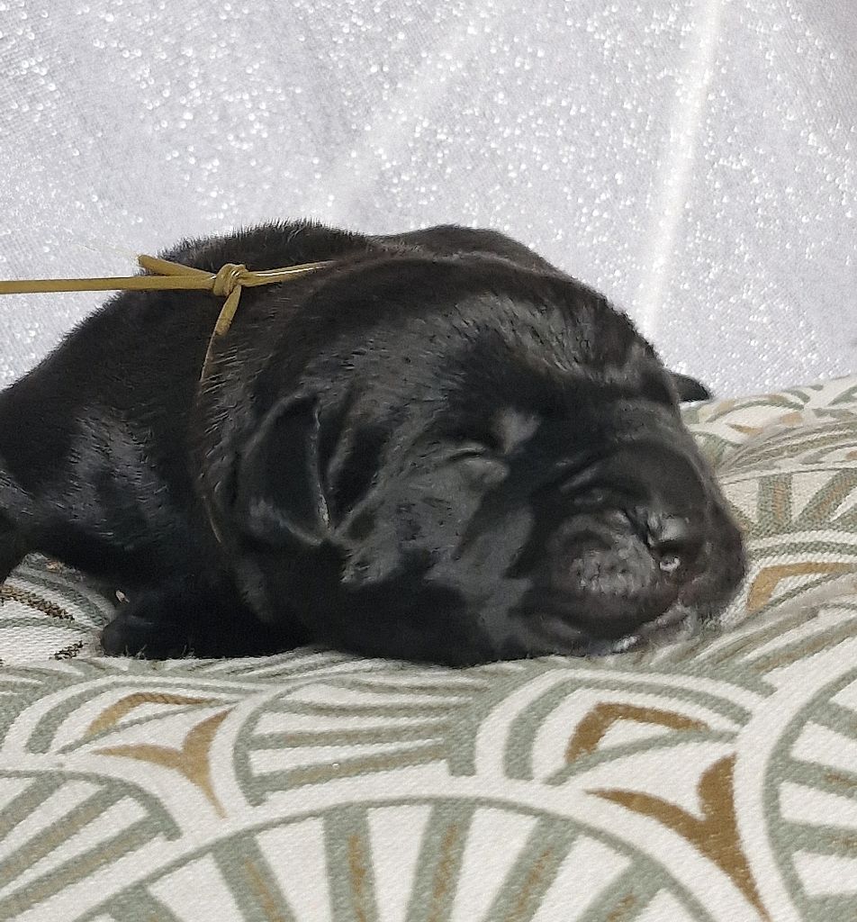 Des Terres Saintauloises - Chiots disponibles - Cane Corso