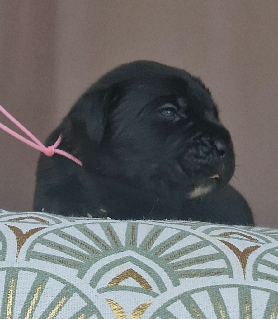 Des Terres Saintauloises - Chiots disponibles - Cane Corso