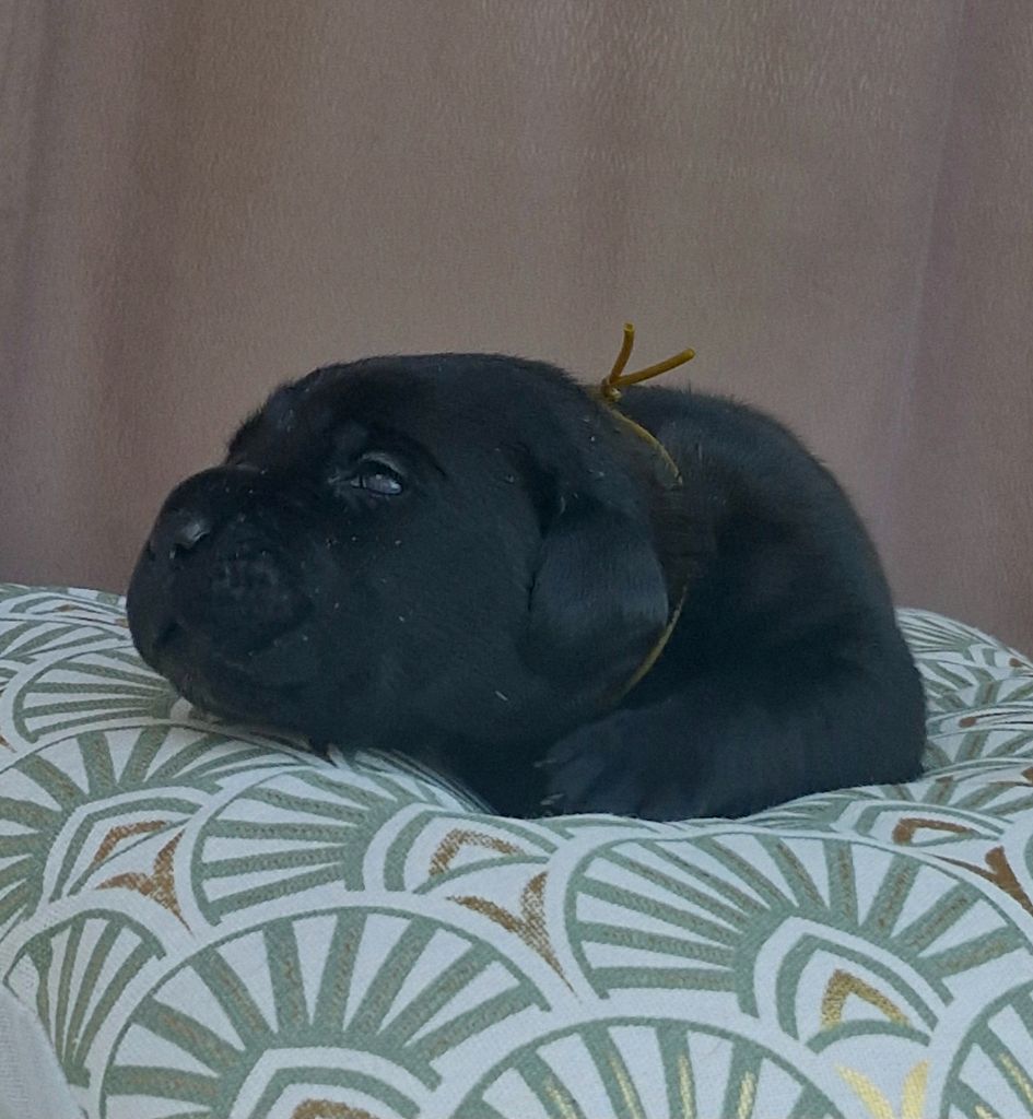 Des Terres Saintauloises - Chiots disponibles - Cane Corso