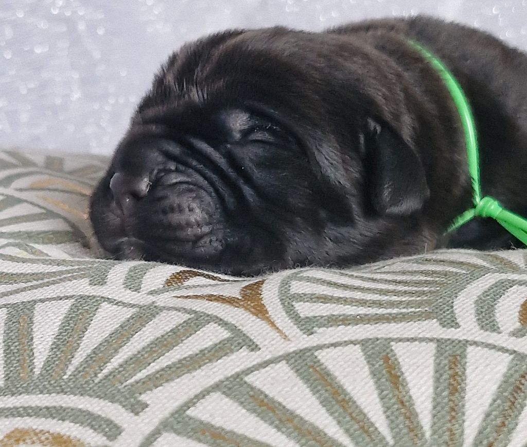 Des Terres Saintauloises - Chiots disponibles - Cane Corso