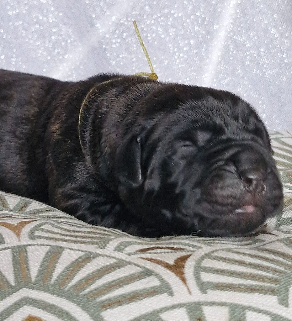 Des Terres Saintauloises - Chiots disponibles - Cane Corso