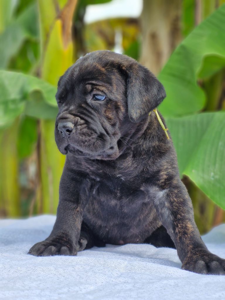 Des Terres Saintauloises - Chiots disponibles - Cane Corso