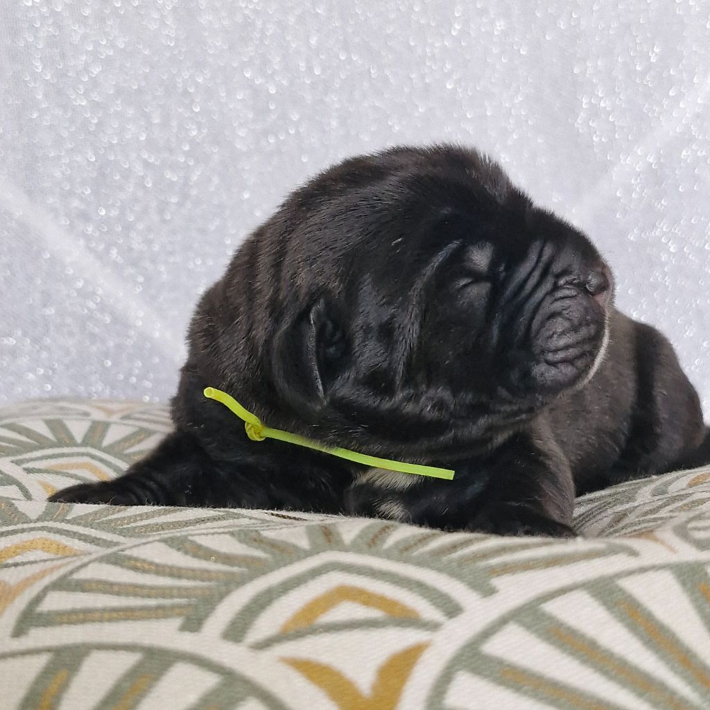 Des Terres Saintauloises - Chiots disponibles - Cane Corso