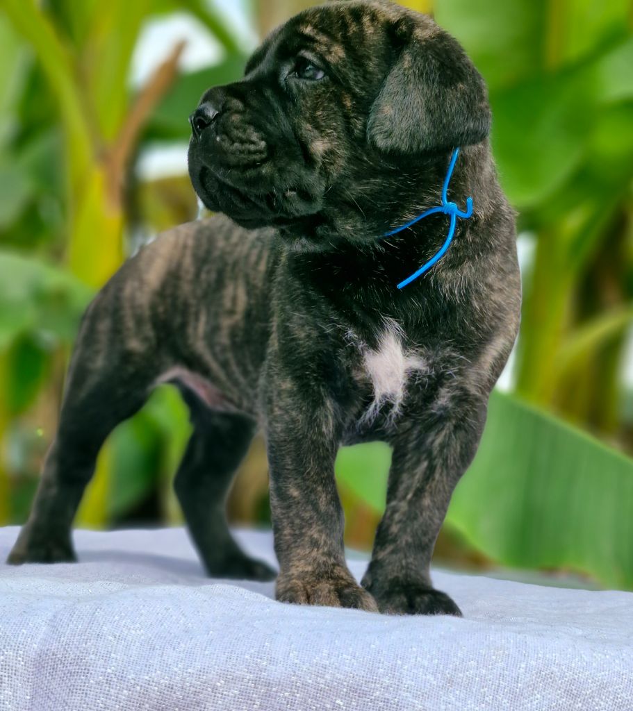 Des Terres Saintauloises - Cane Corso - Portée née le 30/05/2025