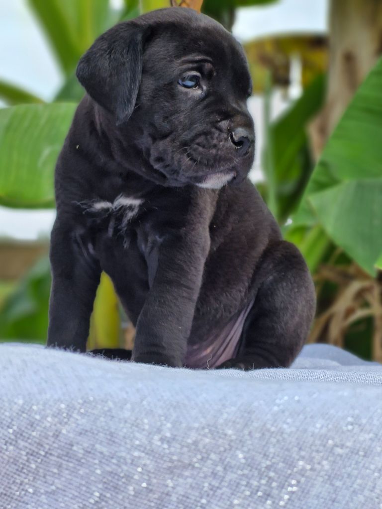 Des Terres Saintauloises - Chiots disponibles - Cane Corso