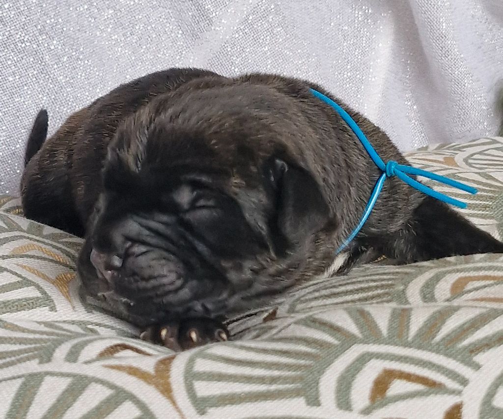 Des Terres Saintauloises - Chiots disponibles - Cane Corso