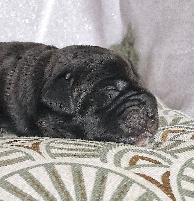 CHIOT 5