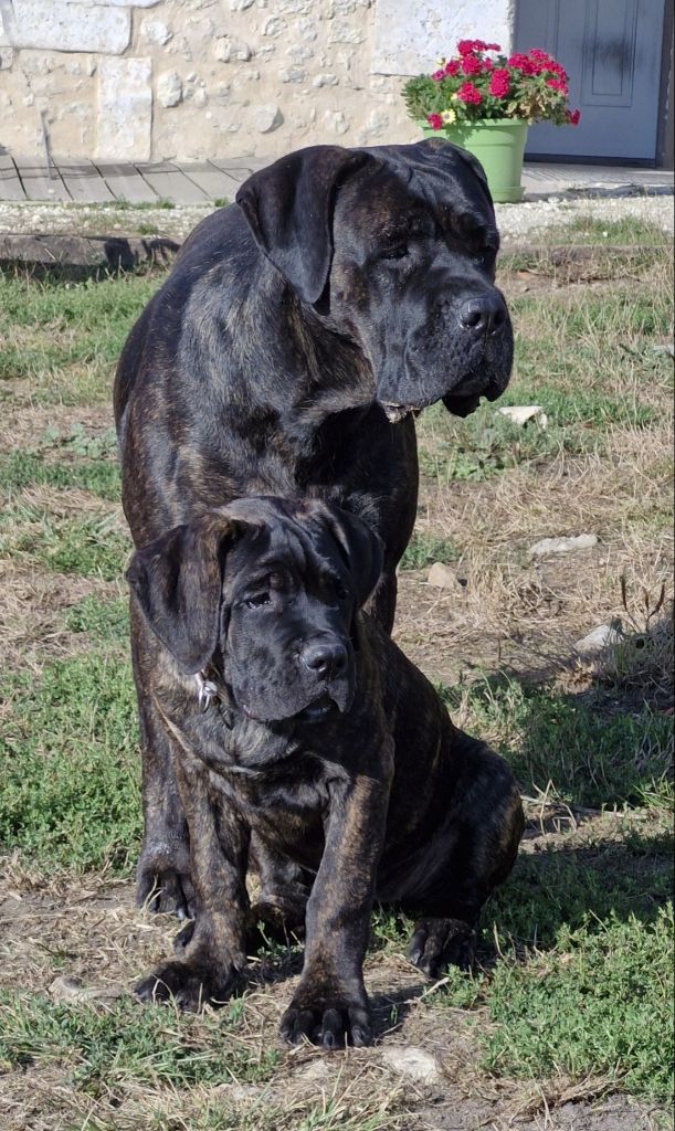 Des Terres Saintauloises - Chiots disponibles - Cane Corso