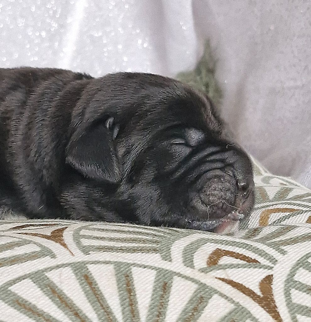 Des Terres Saintauloises - Chiots disponibles - Cane Corso