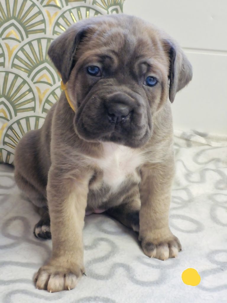 Des Terres Saintauloises - Cane Corso - Portée née le 01/01/2025