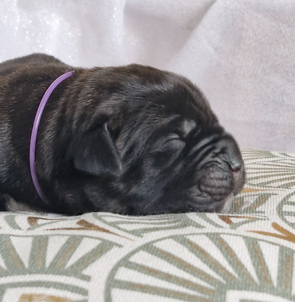 Des Terres Saintauloises - Chiots disponibles - Cane Corso