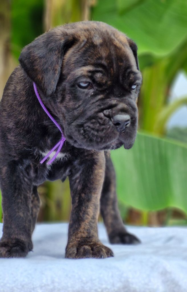 Des Terres Saintauloises - Chiots disponibles - Cane Corso