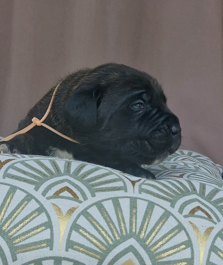 Des Terres Saintauloises - Chiots disponibles - Cane Corso