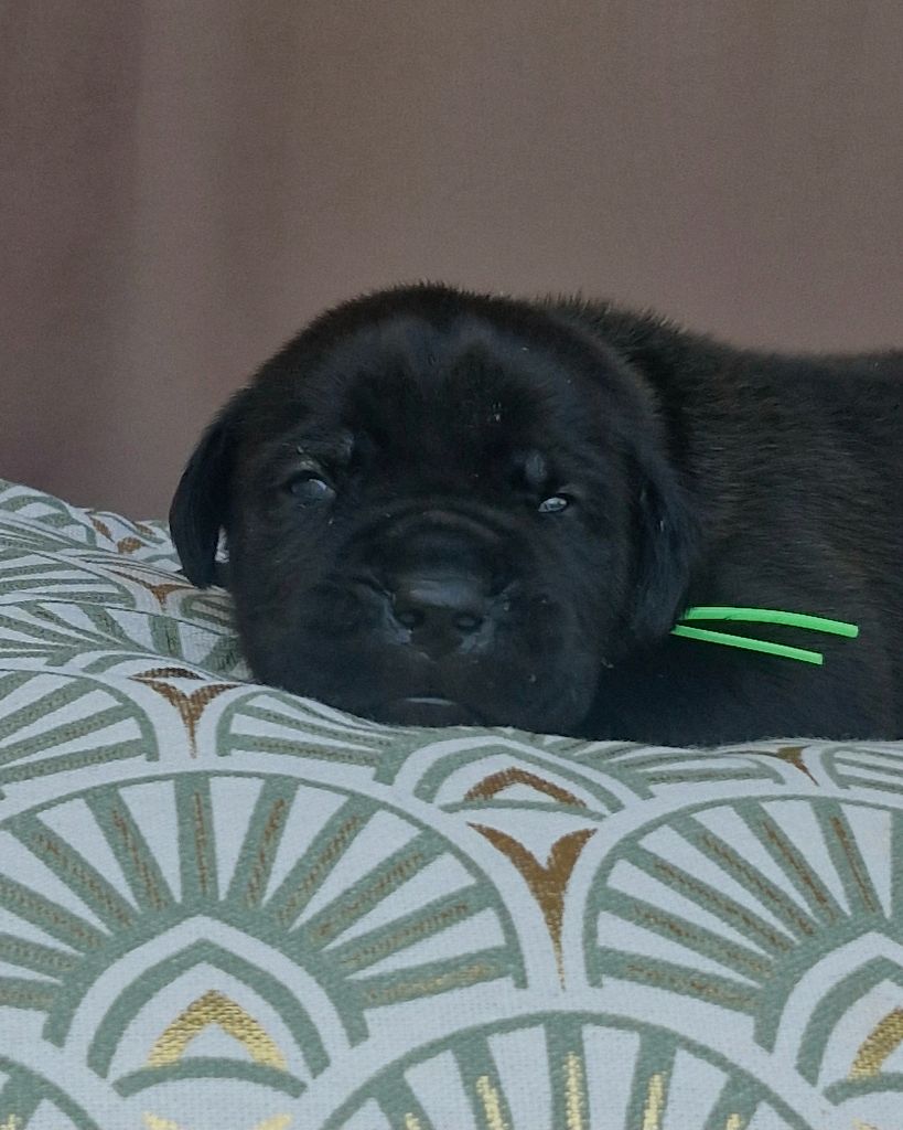 Des Terres Saintauloises - Chiots disponibles - Cane Corso