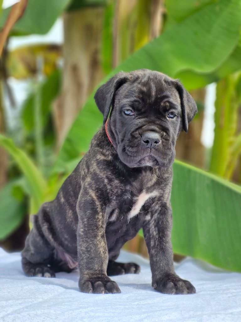 Des Terres Saintauloises - Chiots disponibles - Cane Corso