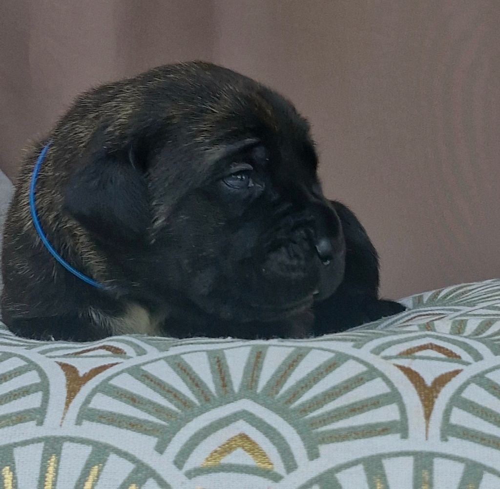 Des Terres Saintauloises - Chiots disponibles - Cane Corso