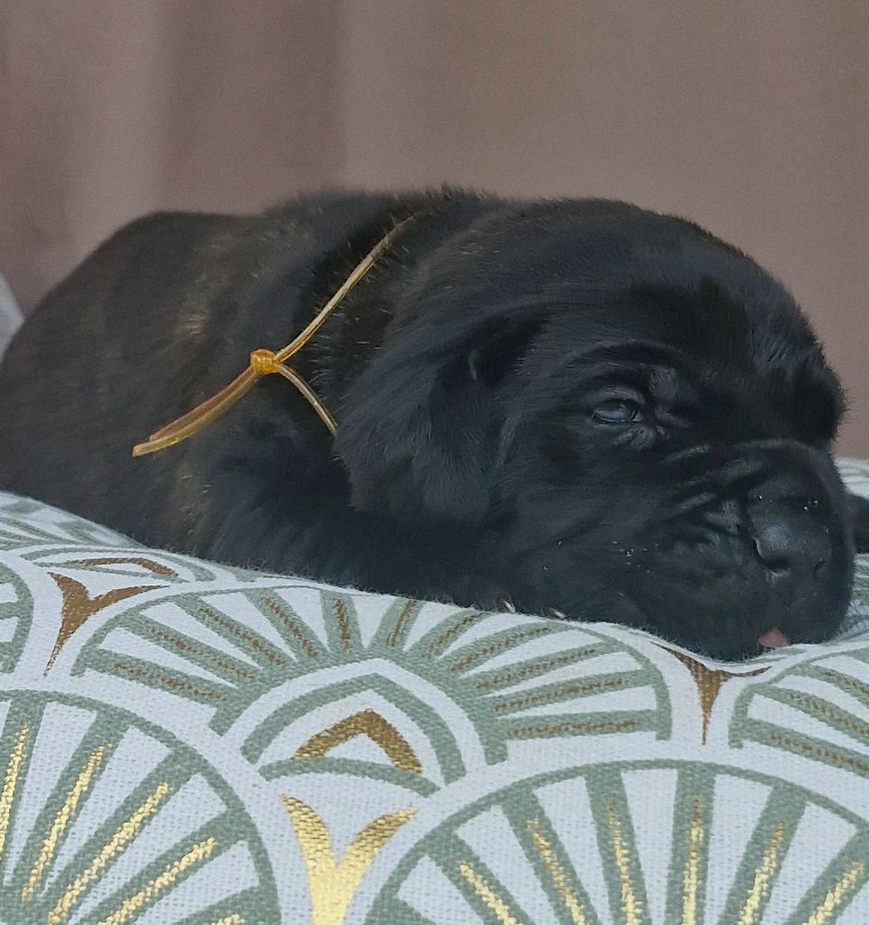 Des Terres Saintauloises - Chiots disponibles - Cane Corso